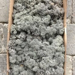 Alternative view of Mørkegrå præserveret mos 50g