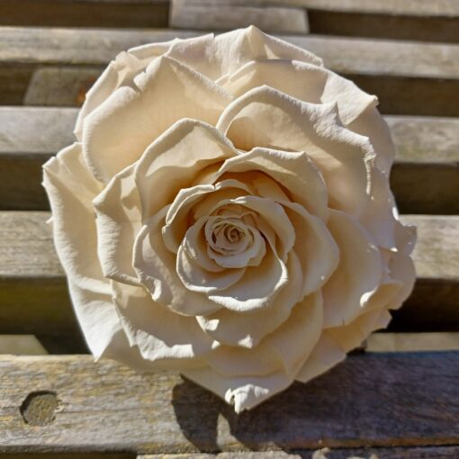 Præserveret råhvid rose 10cm