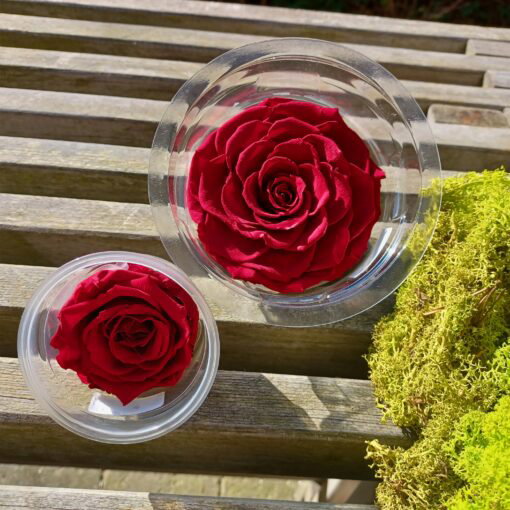 Præserveret rød rose 6cm i dia - Holdbar, blød, ægte rose Dekolagersalg