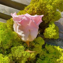 Alternative view of Præserveret rosa rose 6cm