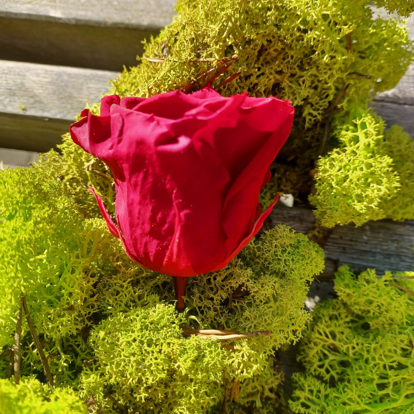 Præserveret rød rose 6cm i dia - Holdbar, blød, ægte rose Dekolagersalg