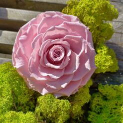 Præserveret rosa rose 10cm