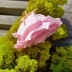 Alternative view of Præserveret rosa rose 10cm