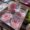Præserveret rosa roser 6stk