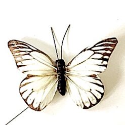 Lys meleret sommerfugl