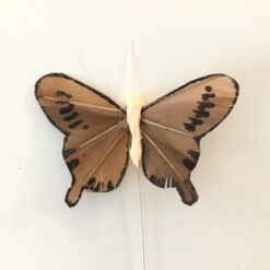 Lille brun fjer sommerfugl