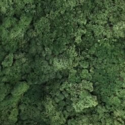 Mosgrøn præserveret mos 50g