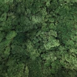 Præserveret mosgrøn farve 500g