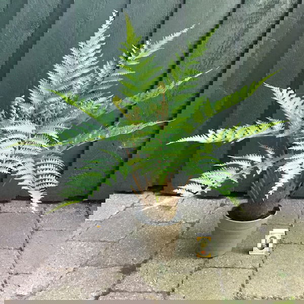 Høj flot grøn bregneplante