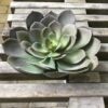Kæmpe Echeveria sukkulent