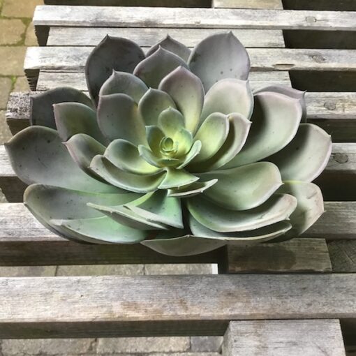 Kæmpe Echeveria sukkulent