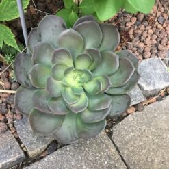 Alternative view of Kæmpe grøn Echeveria sukkulent