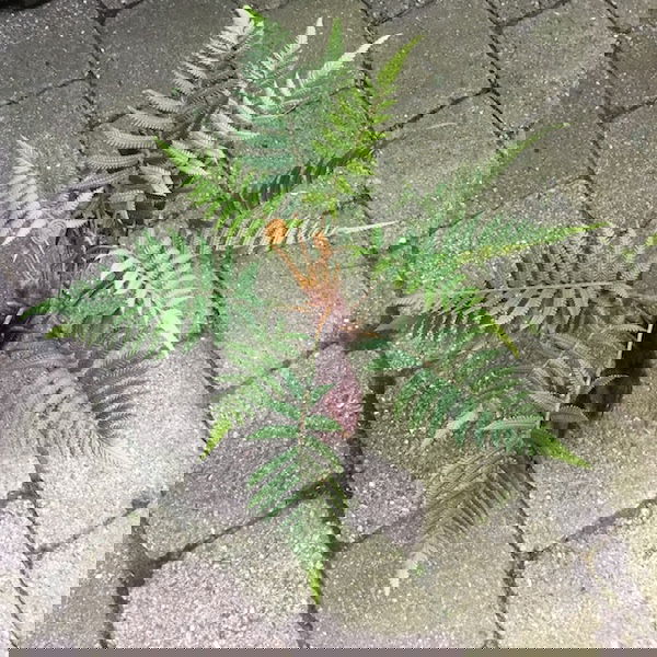 Høj flot grøn bregneplante - Billede 7