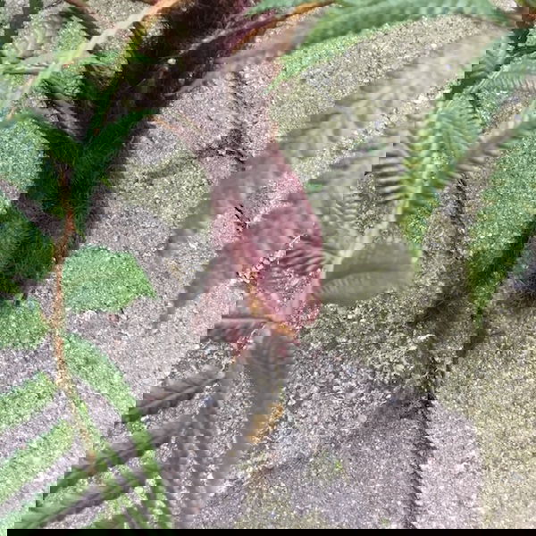 Høj flot grøn bregneplante - Billede 6