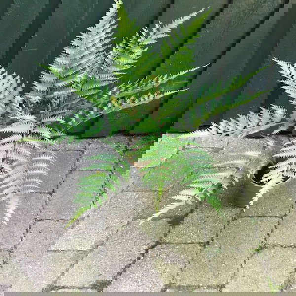 Høj flot grøn bregneplante - Billede 5