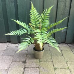 Høj flot grøn bregneplante