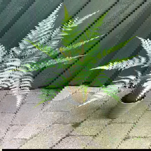 Høj flot grøn bregneplante