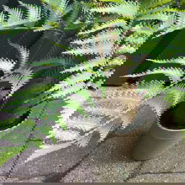 Høj flot grøn bregneplante - Billede 3