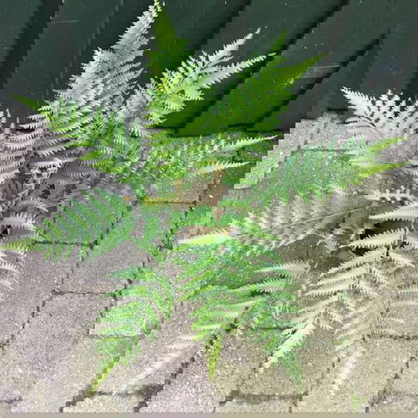 Høj flot grøn bregneplante - Billede 4