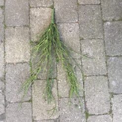 Hænge sukkulent buket