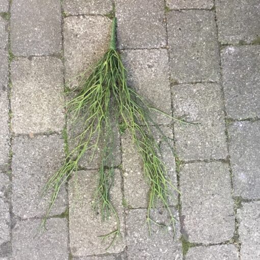 Hænge sukkulent buket