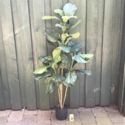 Alternative view of Kunstigt ficus robusta plante