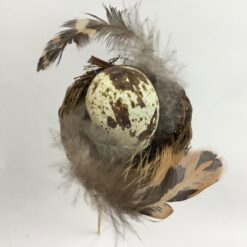 Alternative view of Lille fuglerede med æg