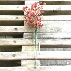 Burgundy farvet bærgren