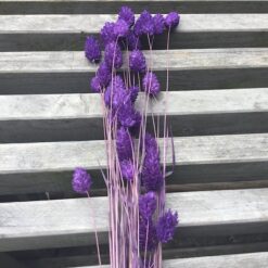 Lilla tørrede Phalaris blomst