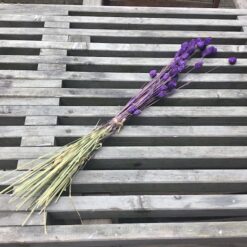 Alternative view of Lilla dekorativ tørrede Phalaris