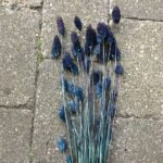 Blå tørrede Phalaris blomster