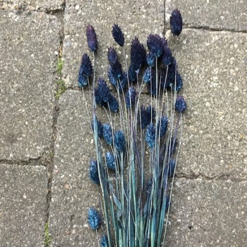 Blå tørrede blomster