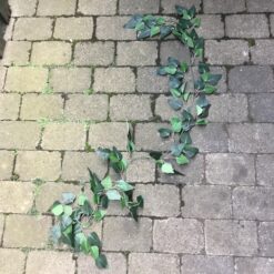 Birkeranke med grønne bløde blade