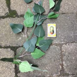 Alternative view of Birkeranke med grønne bløde blade