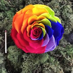 Alternative view of Præserveret regnbuefarvet rose 10cm