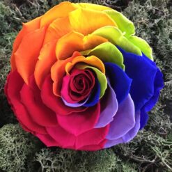 Præserveret regnbuefarvet rose