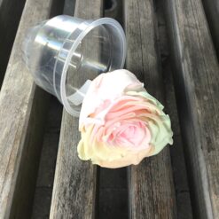 Alternative view of Præserveret pastelfarvet rose 6cm