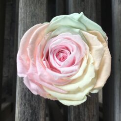 Præserveret pastelfarvet rose 6cm