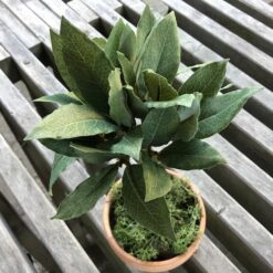 Alternative view of Opstammet laurbær i lerpotte