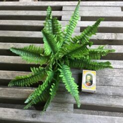 Alternative view of Lille grøn bregne buket