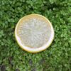 Kunstig citron skive