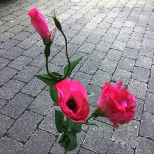 Naturtro pink Texasklokke