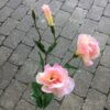 Naturtro rosa Texasklokke