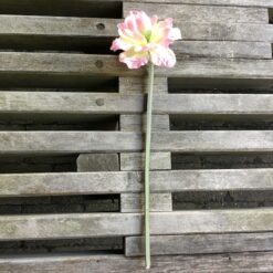 Alternative view of Rosa farvet dekorativ Anemone