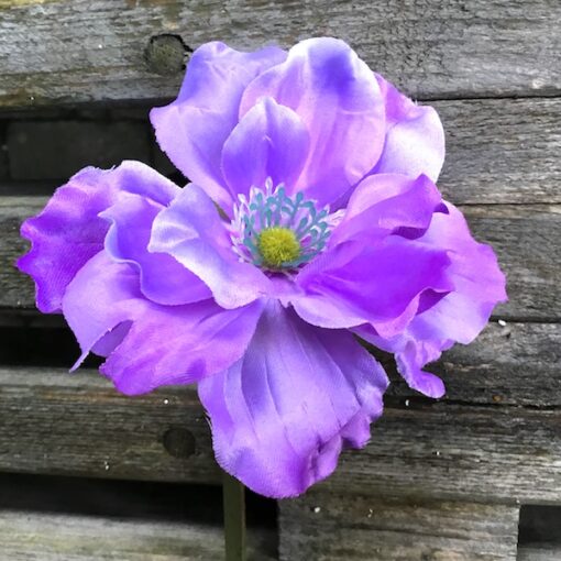 Anemone i lilla farve
