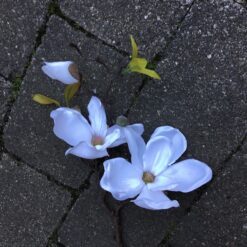 Alternative view of Magnolia gren i hvid