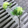 Smuk limegrøn blomster stilk