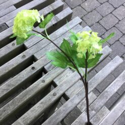 Smuk limegrøn blomster stilk