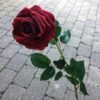 Rød høj velour rose 