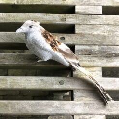 Sølv farvet gråspurv